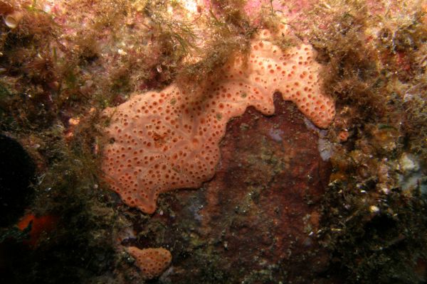 Eponge  